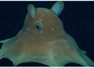 Descubren Nueva Especie de Pulpo Dumbo en Aguas Profundas