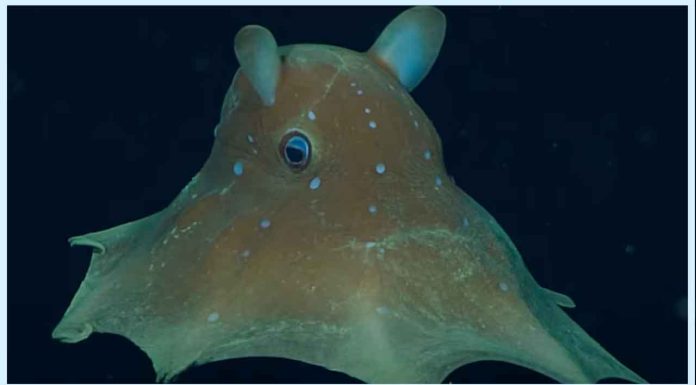 Descubren Nueva Especie de Pulpo Dumbo en Aguas Profundas