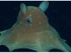 Descubren Nueva Especie de Pulpo Dumbo en Aguas Profundas