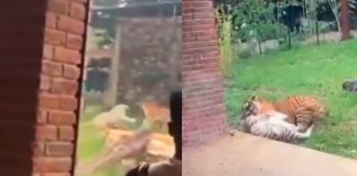 #FuertesImágenes | Muere tigresa en zoológico tras ser atacada por su propio hijo