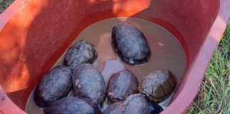 Profepa libera a 24 ejemplares de fauna silvestre, en Morelos