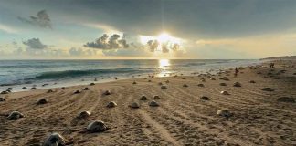 #Imagenes || Arribazón de tortugas en Ixtapilla: un espectáculo natural en Michoacán 🐢🌊