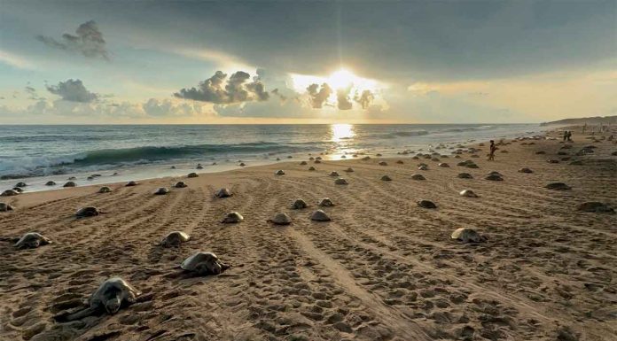 #Imagenes || Arribazón de tortugas en Ixtapilla: un espectáculo natural en Michoacán 🐢🌊