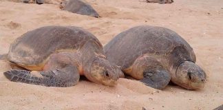 Comienzan arribazones masivas de tortugas marinas en Michoacán: Compesca