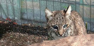 En cateo realizado en Ecuandureo, asegura Fiscalía General inmueble relacionado en conductas ilícitas