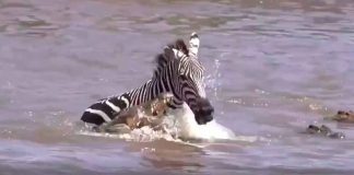 #VIDEO || Cebra enfrenta a varios cocodrilos y sobrevive milagrosamente