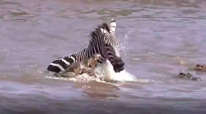 #VIDEO || Cebra enfrenta a varios cocodrilos y sobrevive milagrosamente