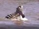 #VIDEO || Cebra enfrenta a varios cocodrilos y sobrevive milagrosamente