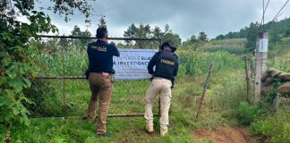 Cumplimenta FGE cateo en predio relacionado con tala ilegal en municipio de Quiroga