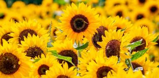 Flores amarillas: un gesto con significado en Argentina