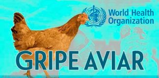 #INTERNACIONAL || España pierde estatus de país libre de gripe aviar tras nuevos brotes en aves domésticas y silvestres