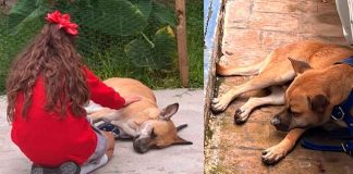 #VIDEO|| Rescatan a “El Güero”, perrito herido tras agresión en Tonalá; buscan darle amor y cuidado