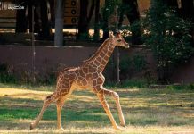 ¡Conoce a los bebés del zoológico de Morelia! Van 61 nacimientos en 2025