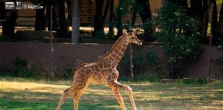 ¡Conoce a los bebés del zoológico de Morelia! Van 61 nacimientos en 2025