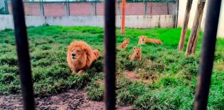 Profepa apoya a Fiscalía del Estado de México en el rescate y traslado de 4 leones
