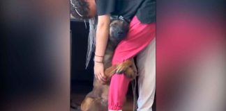 #VIDEO || Los primeros minutos después del rescate de este perrito