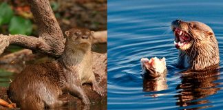 #VIRAL #VIDEO|| Volver a ver al “perro de agua” en el río Presidio es un recordatorio de que la naturaleza siempre tiene sorpresas para quienes la cuidan y respetan.