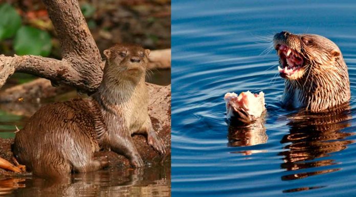 #VIRAL #VIDEO|| Volver a ver al “perro de agua” en el río Presidio es un recordatorio de que la naturaleza siempre tiene sorpresas para quienes la cuidan y respetan.