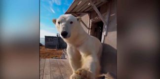 #VIDEO || Osos polares ocupan estación científica abandonada en Rusia