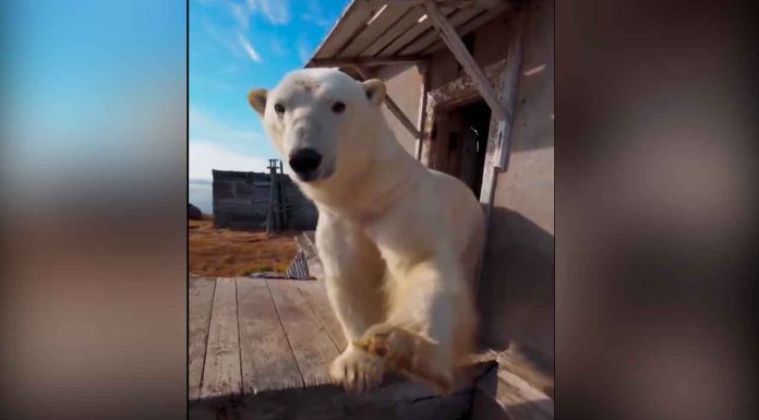 #VIDEO || Osos polares ocupan estación científica abandonada en Rusia