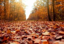 ¿Cuándo empieza el otoño en México? Esta es la fecha y hora del equinoccio en 2026