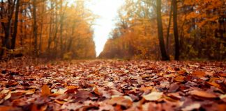 Equinoccio de otoño 2025: fecha y hora exacta de su llegada a México