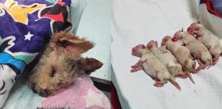 #ÚLTIMAHORA #SEGUIMIENTO||Trágica pérdida y lucha por la vida: Cereza, la perrita rescatada tras explosión en Iztapalapa, pierde a tres de sus cachorros