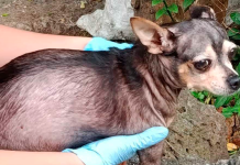 Rescata FGE a canino víctima de crueldad en Morelia y lo pone bajo resguardo seguro