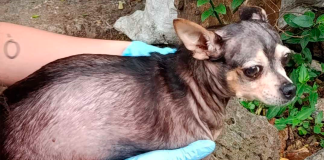 Rescata FGE a canino víctima de crueldad en Morelia y lo pone bajo resguardo seguro