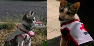Gatito rescatado se convierte en nuevo integrante de la Cruz Roja