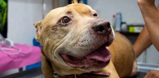 Buscan a dueños de Aslan, perrito que sufrió quemaduras tras explosión de pipa en Iztapalapa