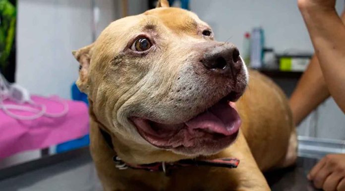 Buscan a dueños de Aslan, perrito que sufrió quemaduras tras explosión de pipa en Iztapalapa