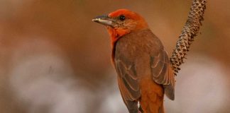 Festival de las Aves de Michoacán deja grandes aprendizajes y momentos inolvidables