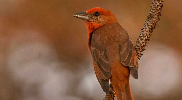 Festival de las Aves de Michoacán deja grandes aprendizajes y momentos inolvidables