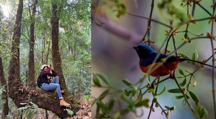 Inicia el Festival de Aves en Michoacán: Sectur