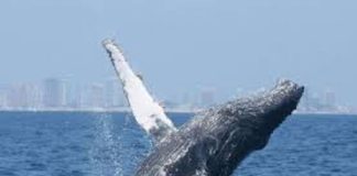 #VIDEO || La ternura del océano, una ballena que busca caricias