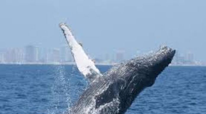 #VIDEO || La ternura del océano, una ballena que busca caricias