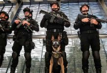 Binomios caninos de la Guardia Civil, aliados en el combate a la delincuencia: SSP