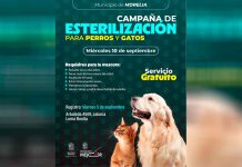 SSM ofrece jornada de esterilización gratuita de perros y gatos en Morelia