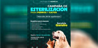 SSM ofrece jornada de esterilización gratuita de perros y gatos en Morelia