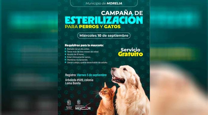 SSM ofrece jornada de esterilización gratuita de perros y gatos en Morelia