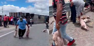 #VIDEO #México | Tráiler cargado con cerdos sufre volcadura y habitantes roban los animales