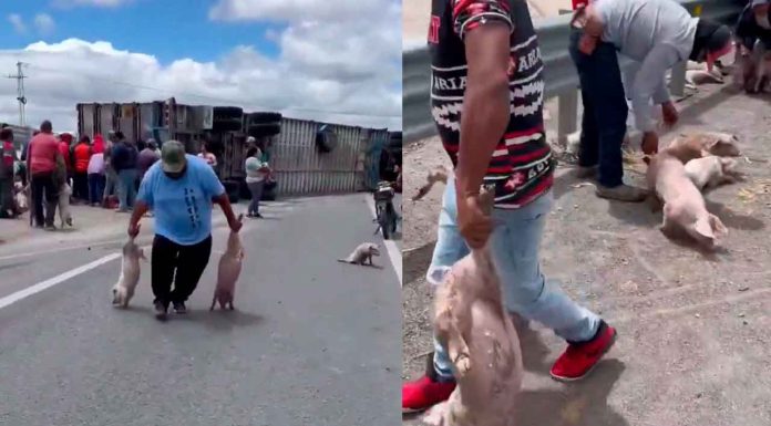 #VIDEO #México | Tráiler cargado con cerdos sufre volcadura y habitantes roban los animales