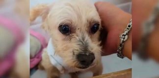 Muere otro cachorro de Cereza, perrita rescatada de explosión; “por las noches aún despierta espantada”, aseguran