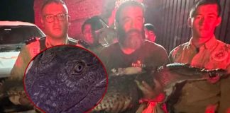 “Pepa”, la cocodrila rescatada en Tonalá, está fuera de peligro; se analiza su reubicación