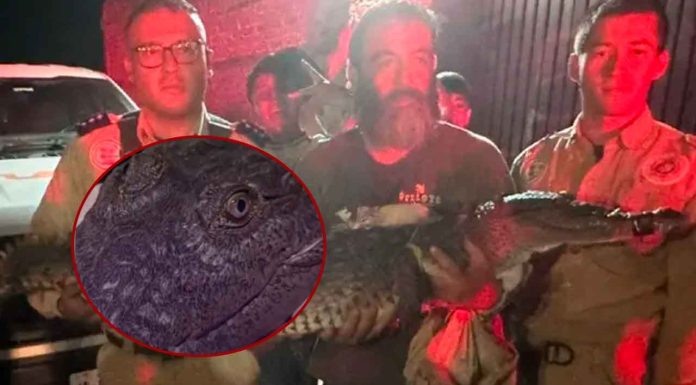 “Pepa”, la cocodrila rescatada en Tonalá, está fuera de peligro; se analiza su reubicación