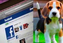 Profepa y Meta suman esfuerzos para frenar el tráfico ilegal de vida silvestre en redes sociales