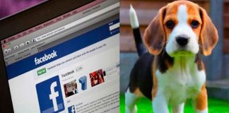 Profepa y Meta suman esfuerzos para frenar el tráfico ilegal de vida silvestre en redes sociales