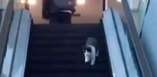 #VIDEO || Un gatito confundido y un gesto de bondad que alegra el día