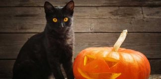 Prohíben adopción de perros y gatos blancos y negros en Michoacán por rituales de ‘temporada de brujas’